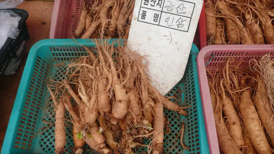 Fresh Korean ginseng roots at a market