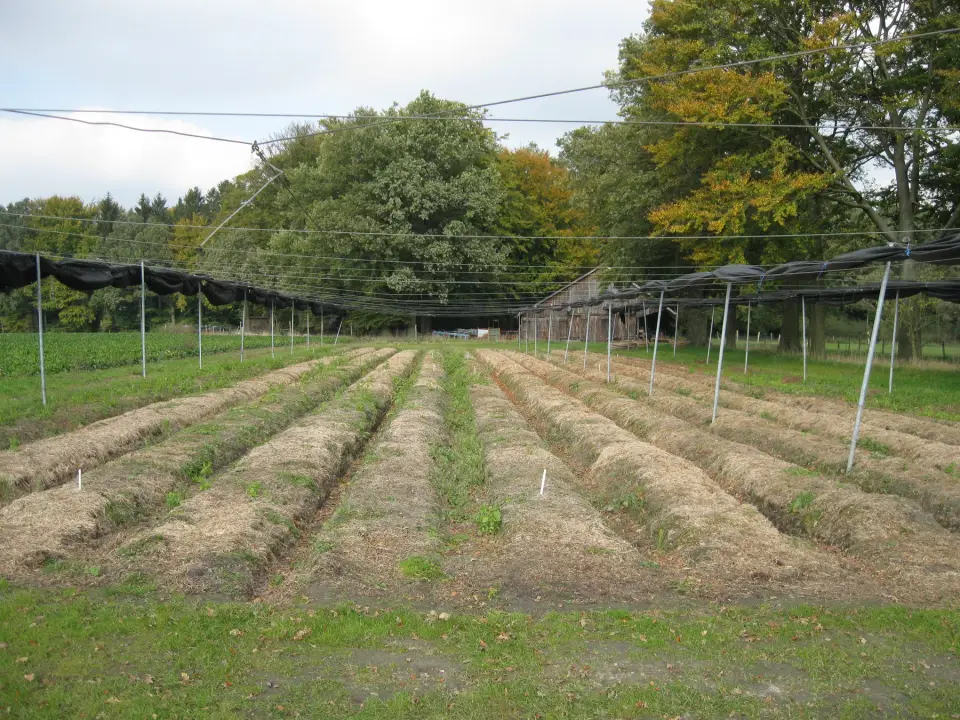Rows in a cultivated ginseng field