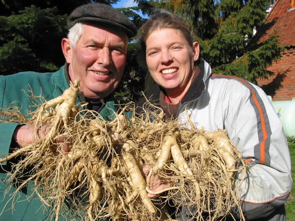 Growers holding freshly harvested ginseng roots