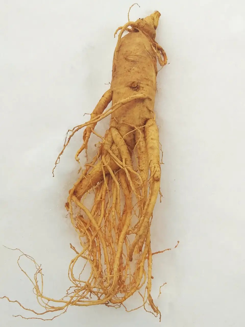 Fresh Korean ginseng root on snow