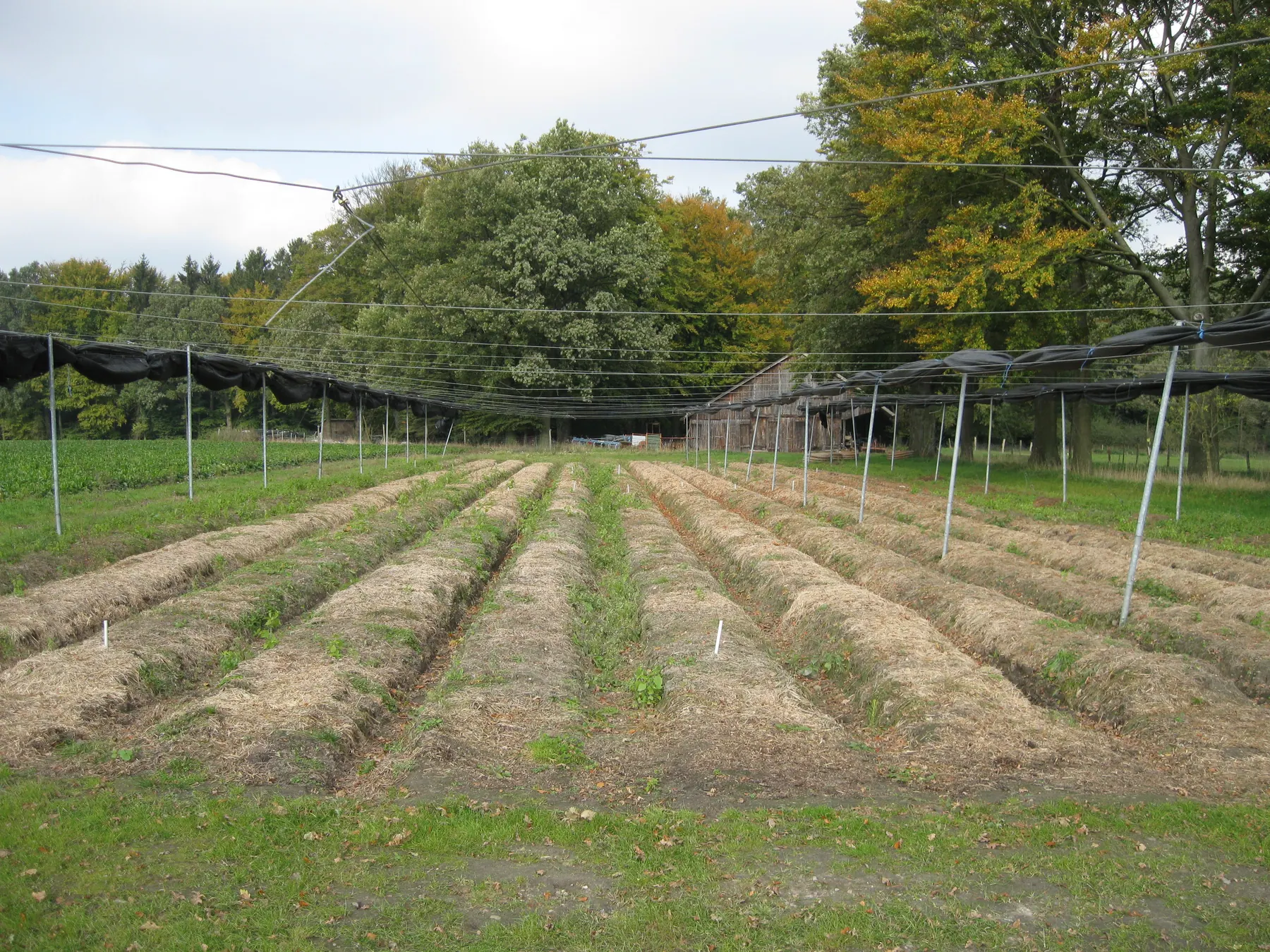 Rows in a cultivated ginseng field