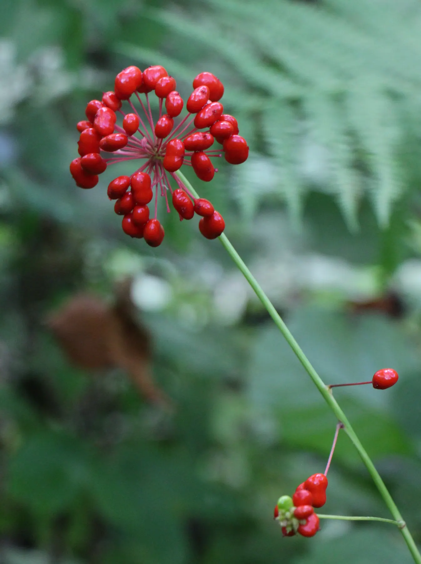 Red berries on a Panax ginseng plant