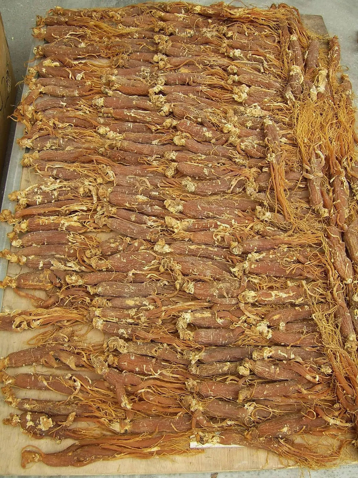 Rows of dried red ginseng roots
